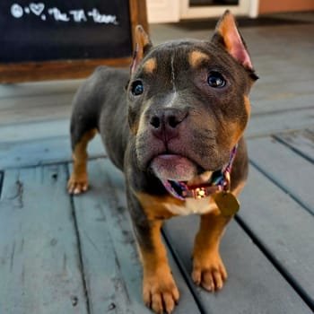 Photo of Fawn the Therapy Dog in-training