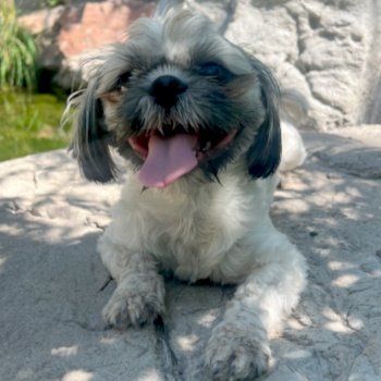 Photo of Goldie the Therapy Dog